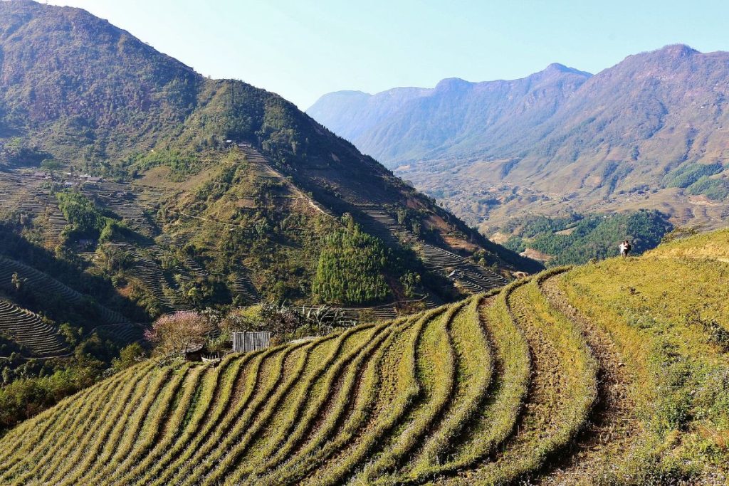 Rice terraces in Sapa, Central Vietnam