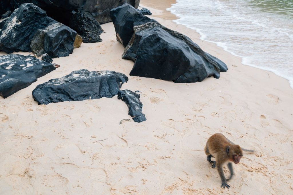 Monkey Island